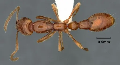 Protanilla jongi specimen CASENT0842693 image casent0842693_1