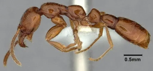 Protanilla jongi specimen CASENT0842693 image casent0842693_3