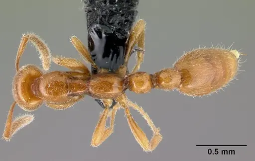Protanilla lini specimen CASENT0007002 image casent0007002_1