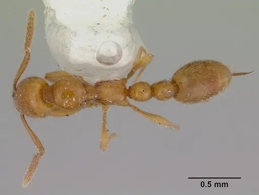 Protanilla lini specimen CASENT0172005 image casent0172005_1