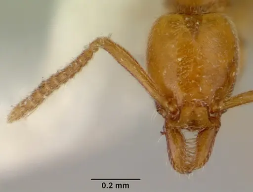 Protanilla lini specimen CASENT0172005 image casent0172005_2