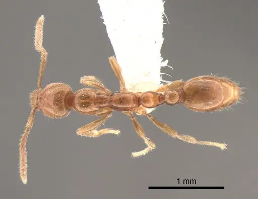 Protanilla lini specimen CASENT0842755 image casent0842755_1
