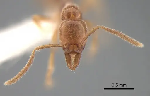 Protanilla lini specimen CASENT0842755 image casent0842755_2