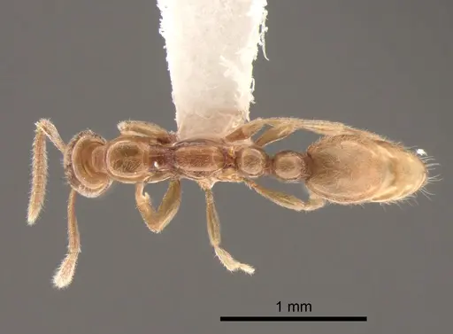 Protanilla lini specimen CASENT0842760 image casent0842760_1