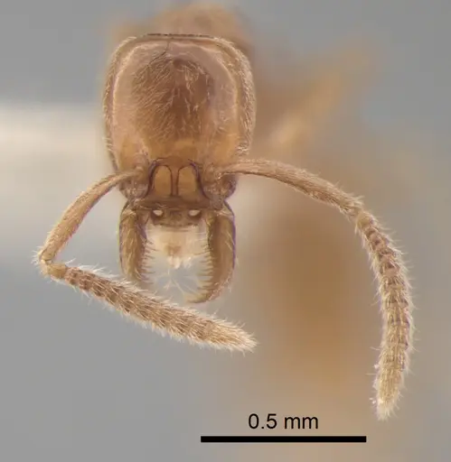 Protanilla lini specimen CASENT0842760 image casent0842760_2