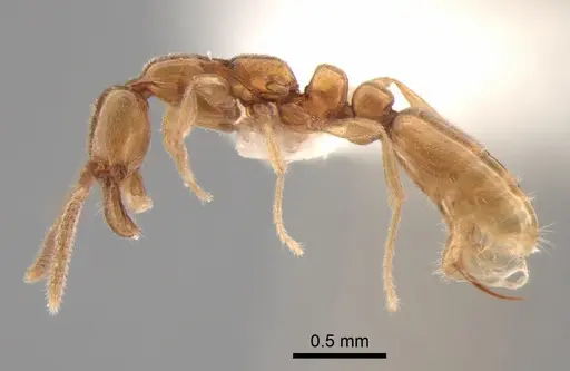Protanilla lini specimen CASENT0842760 image casent0842760_3