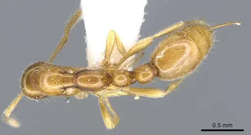 Protanilla lini specimen CASENT0902783 image casent0902783_1