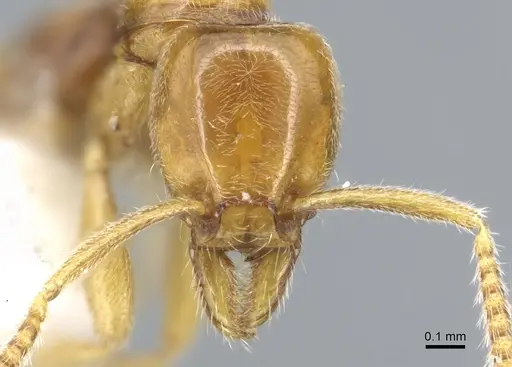 Protanilla lini specimen CASENT0902783 image casent0902783_2