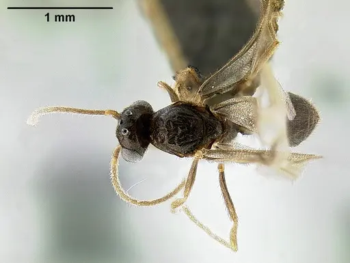 Protanilla lini specimen OKENT0027514 image okent0027514_1
