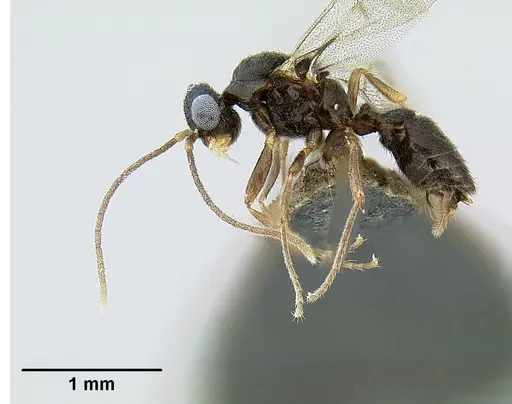 Protanilla lini specimen OKENT0027514 image okent0027514_3