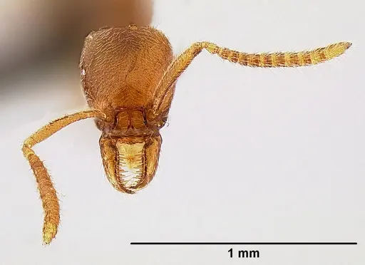Protanilla lini specimen OKENT0035688 image okent0035688_2