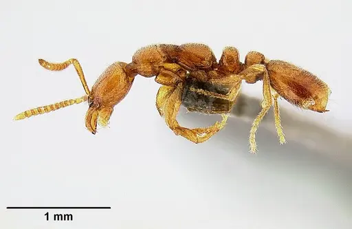 Protanilla lini specimen OKENT0035688 image okent0035688_3