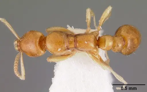 Protanilla rafflesi specimen CASENT0102375 image casent0102375_1