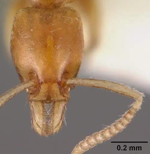 Protanilla rafflesi specimen CASENT0102375 image casent0102375_2