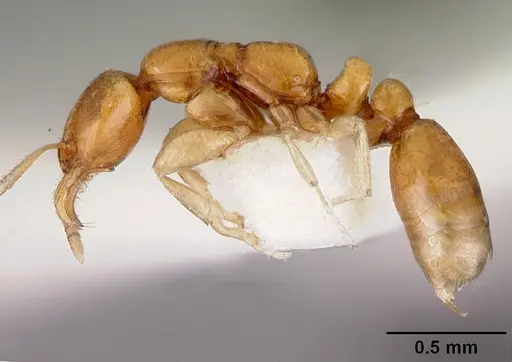 Protanilla rafflesi specimen CASENT0102375 image casent0102375_3