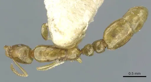 Protanilla schoedli specimen CASENT0911228 image casent0911228_1