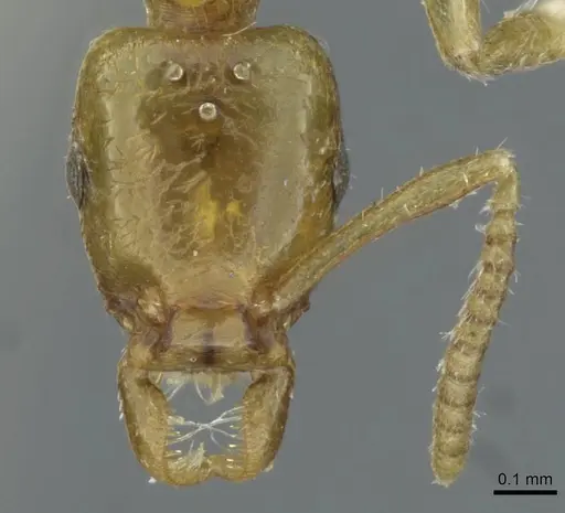 Protanilla schoedli specimen CASENT0911228 image casent0911228_2