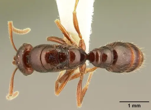 Protanilla taylori specimen CASENT0101976 image casent0101976_1