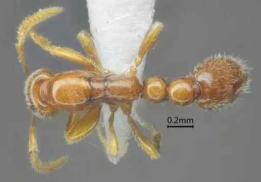 Protanilla tibeta specimen ANTWEB1060538 image antweb1060538_1