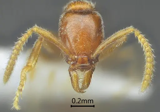 Protanilla tibeta specimen ANTWEB1060538 image antweb1060538_2