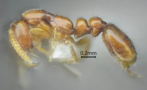 Protanilla tibeta specimen ANTWEB1060538 image antweb1060538_3