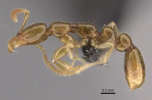Protanilla wallacei specimen CASENT0746018 image casent0746018_3