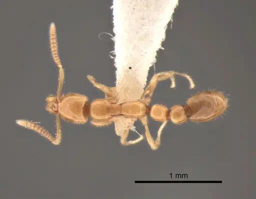 Protanilla wallacei specimen CASENT0842699 image casent0842699_1