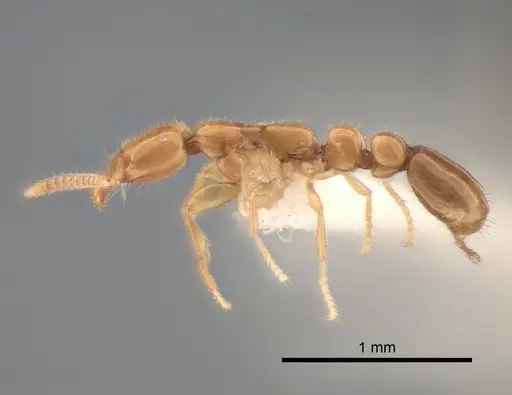 Protanilla wallacei specimen CASENT0842699 image casent0842699_3