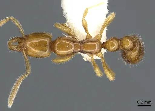 Protanilla wallacei specimen CASENT0902782 image casent0902782_1