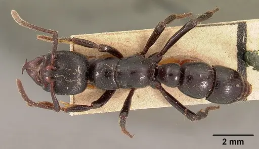 Psalidomyrmex feae specimen CASENT0102135 image casent0102135_1