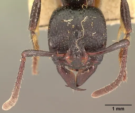 Psalidomyrmex feae specimen CASENT0102135 image casent0102135_2