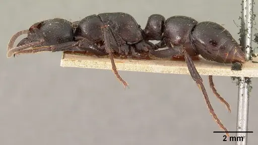 Psalidomyrmex feae specimen CASENT0102135 image casent0102135_3