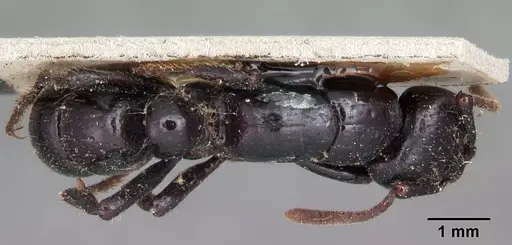 Psalidomyrmex feae specimen CASENT0102916 image casent0102916_1