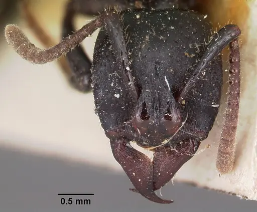 Psalidomyrmex feae specimen CASENT0102916 image casent0102916_2