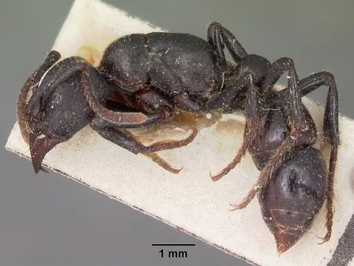 Psalidomyrmex feae specimen CASENT0102916 image casent0102916_3