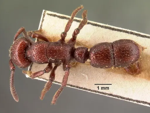 Psalidomyrmex foveolatus specimen CASENT0101471 image casent0101471_1
