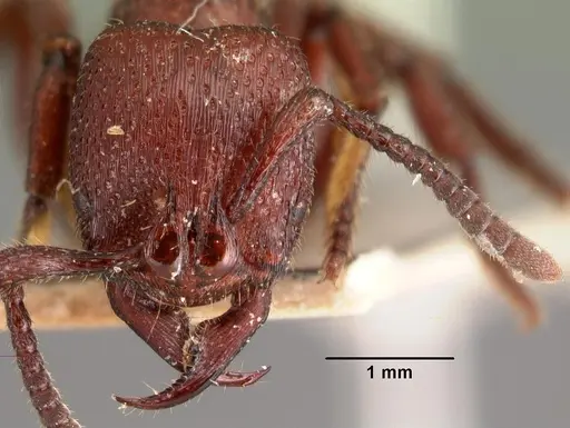 Psalidomyrmex foveolatus specimen CASENT0101471 image casent0101471_2