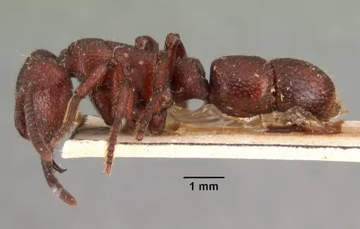 Psalidomyrmex foveolatus specimen CASENT0101471 image casent0101471_3