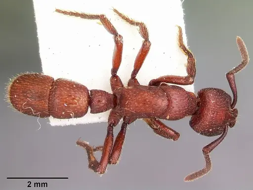 Psalidomyrmex foveolatus specimen CASENT0102911 image casent0102911_1