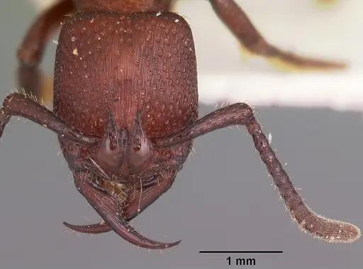 Psalidomyrmex foveolatus specimen CASENT0102911 image casent0102911_2