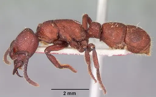 Psalidomyrmex foveolatus specimen CASENT0102911 image casent0102911_3