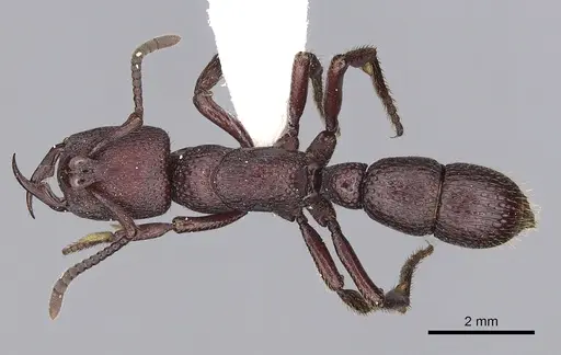 Psalidomyrmex foveolatus specimen CASENT0249241 image casent0249241_1