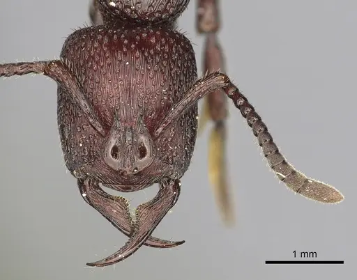 Psalidomyrmex foveolatus specimen CASENT0249241 image casent0249241_2