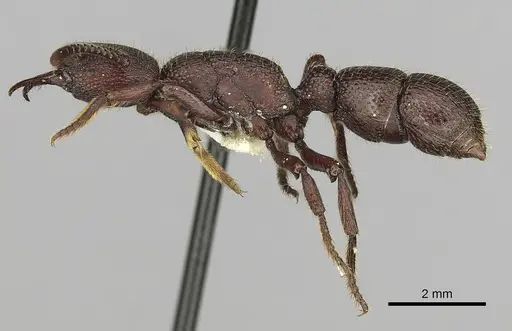 Psalidomyrmex foveolatus specimen CASENT0249241 image casent0249241_3