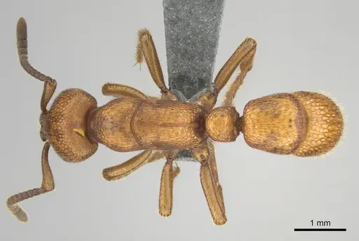 Psalidomyrmex foveolatus specimen CASENT0815785 image casent0815785_1
