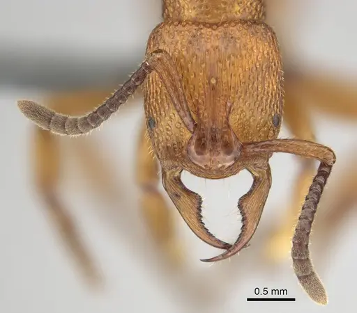 Psalidomyrmex foveolatus specimen CASENT0815785 image casent0815785_2