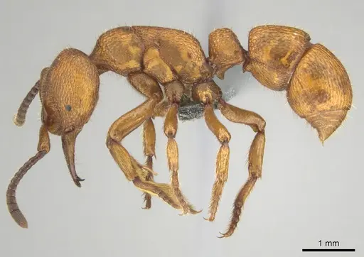 Psalidomyrmex foveolatus specimen CASENT0815785 image casent0815785_3