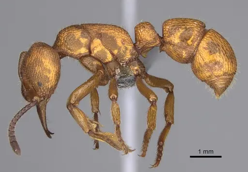 Psalidomyrmex foveolatus specimen CASENT0815785 image casent0815785_4