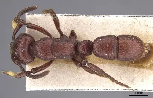 Psalidomyrmex foveolatus specimen CASENT0915461 image casent0915461_1
