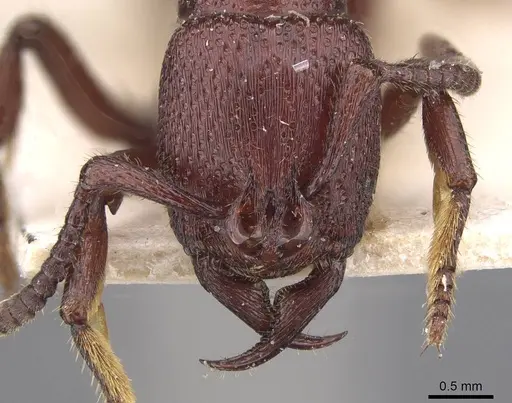 Psalidomyrmex foveolatus specimen CASENT0915461 image casent0915461_2